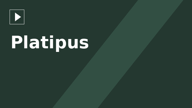 Platipus